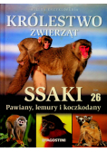 Królestwo zwierząt Ssaki Pawiany lemury i koczkodany