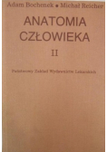 Anatomia człowieka II