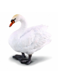 Łabędź niemy