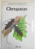 Chrząszcze