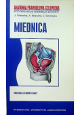 Anatomia prawidłowa człowieka miednica