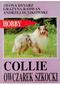 Collie   owczarek szkocki
