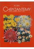 Chryzantemy