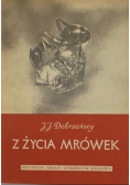 Z życia mrówek