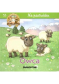 Na pastwisku Owca