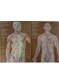 Human Anatomy Tom I do II