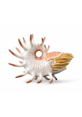 Cooperoceras