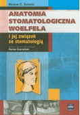 Anatomia stomatologiczna Woelfela i jej związek ze stomatologią