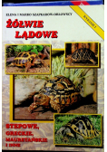 Żółwie lądowe