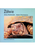 Żółwie