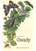 Flora i fauna lasów Owady
