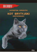 Kot brytyjski krótkowłosy
