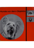 Hunde vor dem Objektiv