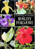 Rośliny pokojowe