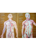 Human Anatomy 2 tomy
