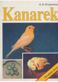 Kanarek