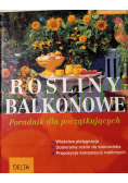 Rośliny balkonowe Poradnik dla początkujących