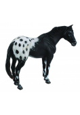Ogier rasy Appaloosa kary