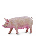 Maciora