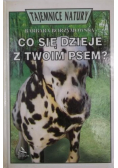 Co się dzieje z twoim psem