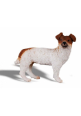 Pies Jack Russell Terier
