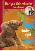 Fusi dzielny słonik z Kenii