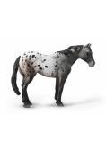 Niebieski Deresz Appaloosa