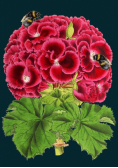 Karnet B6 z kopertą Pelargonia