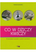 Co w dziczy kwiczy
