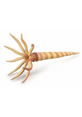 Orthoceras