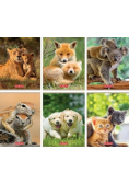 Zeszyt A5/16K kratka Animals (20szt)