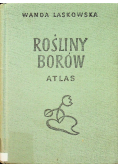 Rośliny borów Atlas