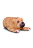 Pies rasy shar pei szczęnię