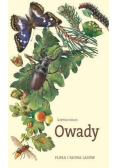 Flora i fauna lasów Owady