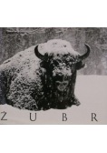 Żubr