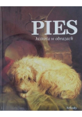 Pies historia w obrazach