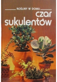Rośliny w domu Czar sukulentów