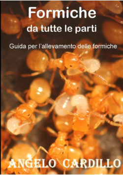 Formiche da tutte le parti - Suggerimenti per l'allevamento di formiche (ECO)