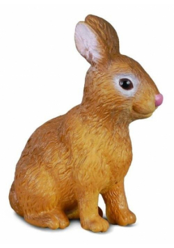 Królik