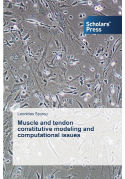 Muscle and tendon constitutive modeling and computational issues
