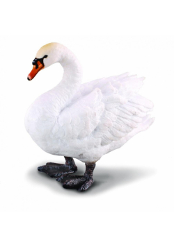Łabędź niemy
