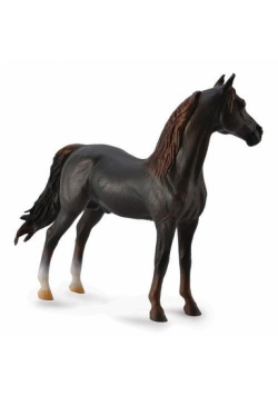 Ogier Morgan Stallion maści kasztanowej