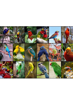 Puzzle 1500 Najpiękniejsze ptaki świata