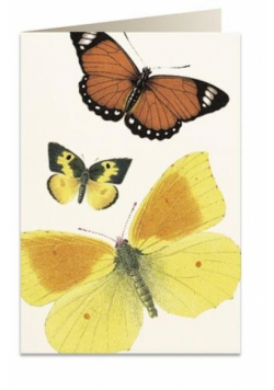 Karnet B6 + koperta 8037 Motyle