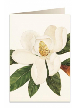 Karnet B6 + koperta 5601 Kwiat magnolii