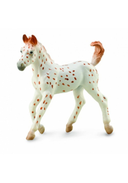 Koń Knabstrupper Foal