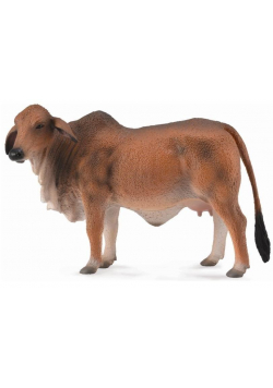 Krowa czerwona Brahman