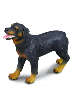 Pies rottweiler