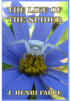 The Life of the Spider