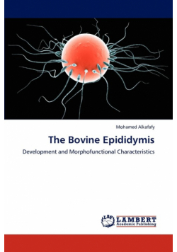 The Bovine Epididymis